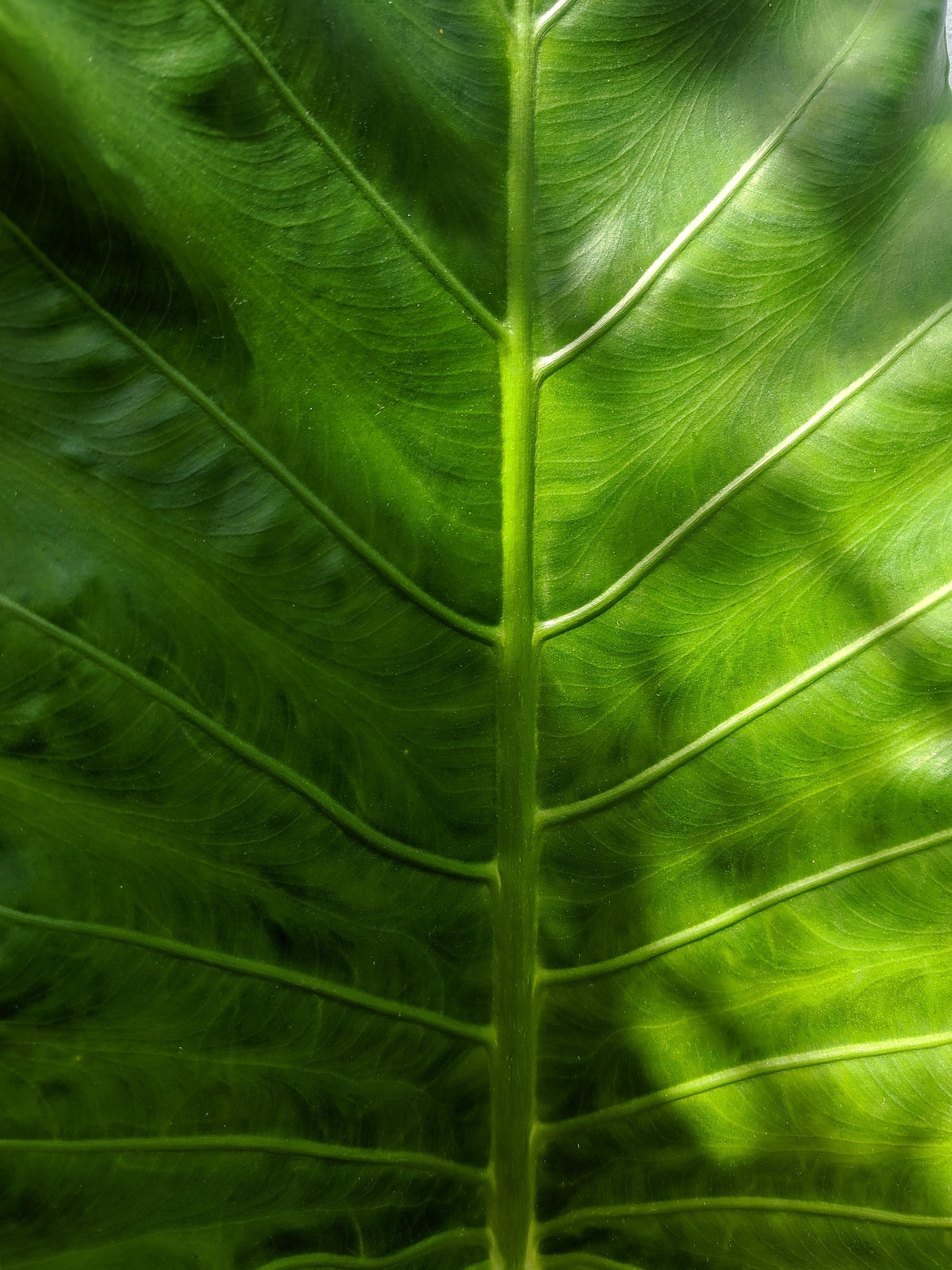 Nahaufnahme eines großen grünen Blattes mit deutlich sichtbaren Adern und Strukturen.